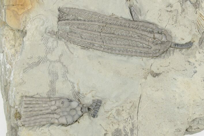 Fossil Crinoid Plate (Two Species) - Monroe County, Indiana #232144